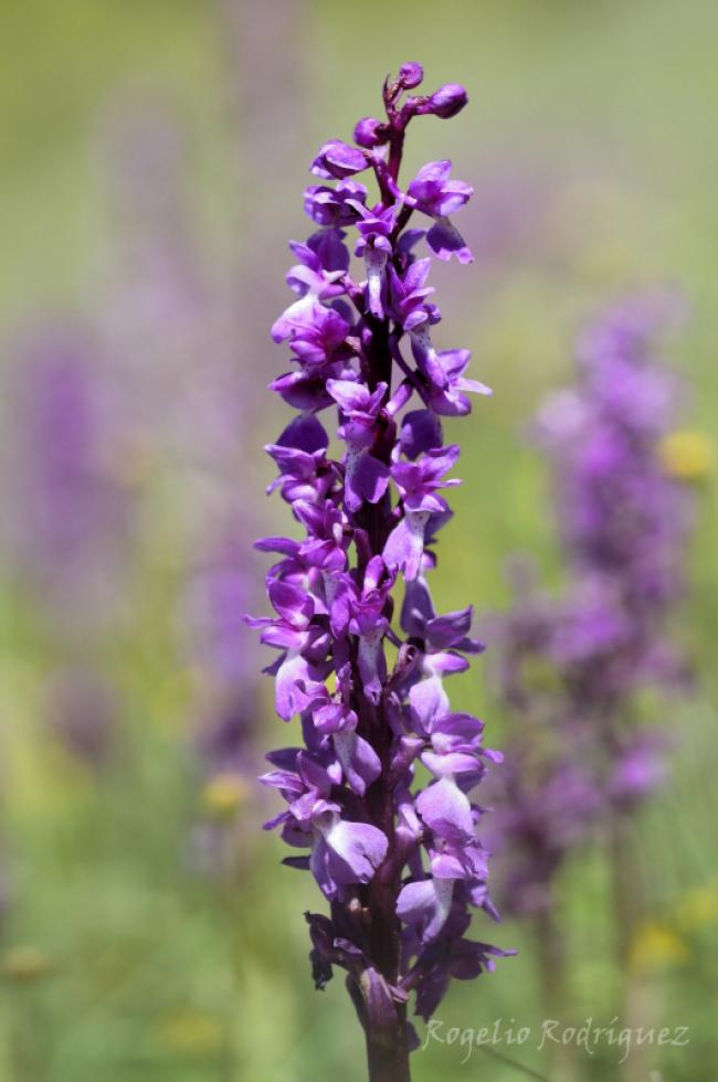 Imagen 28 de la galería de Orquideas